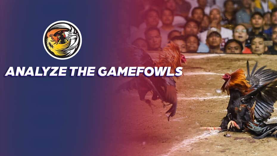 Analyze the Gamefowls