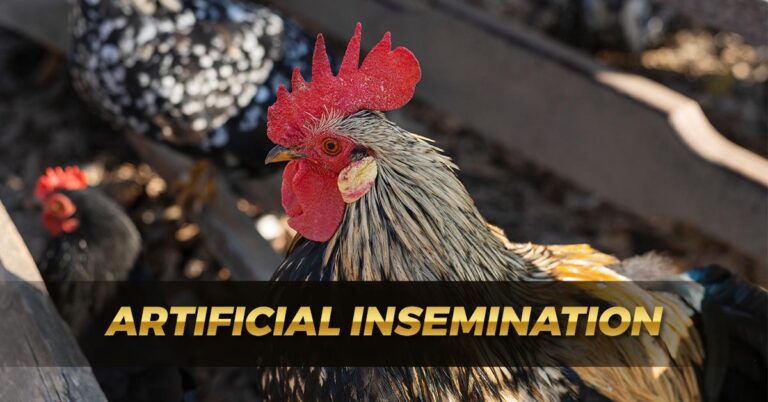 Artificial Insemination