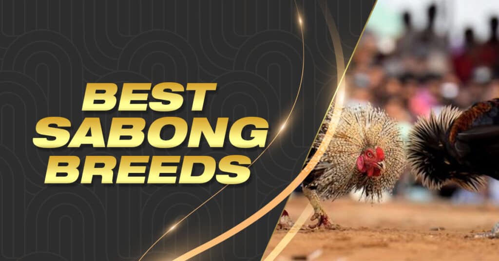 Best Sabong Breeds