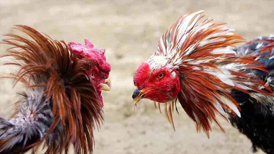 Dispelling Breeding Myths Cock Breeding Secrets Unveiled