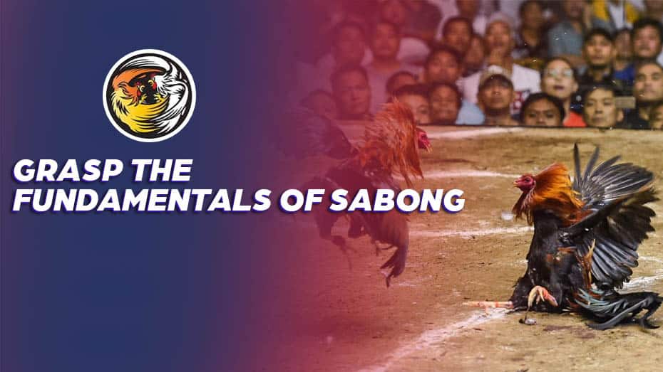 Grasp the Fundamentals of Sabong