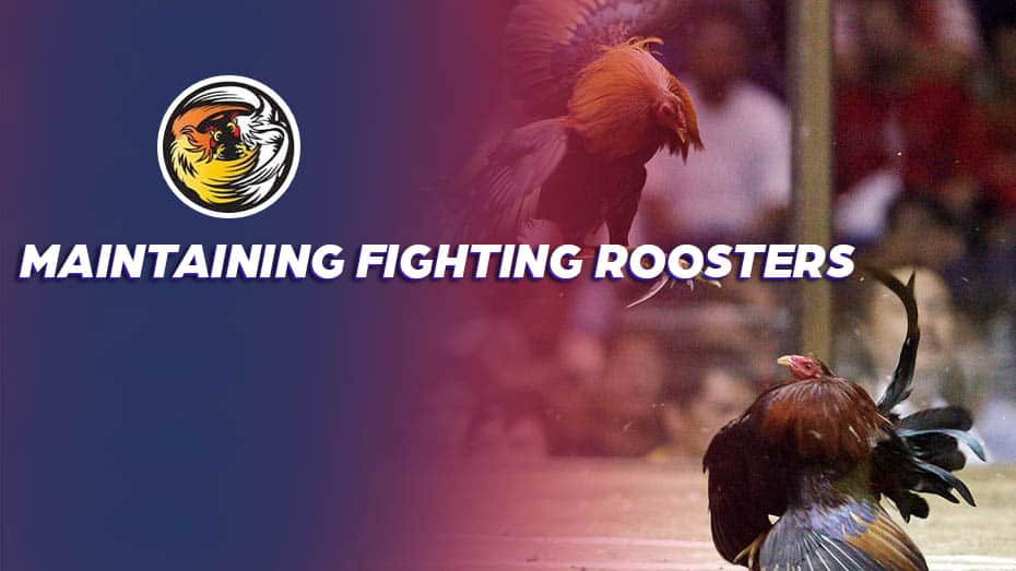 Maintaining Fighting Roosters