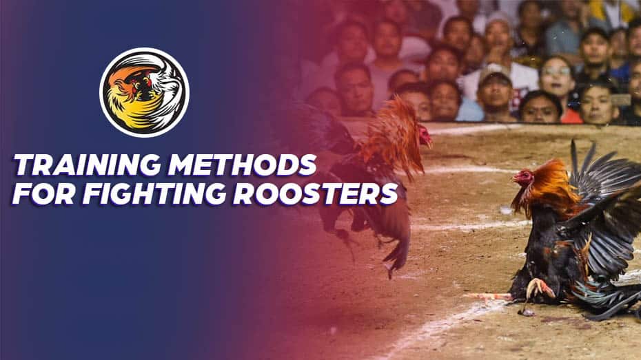 Training Methods for Fighting Roosters