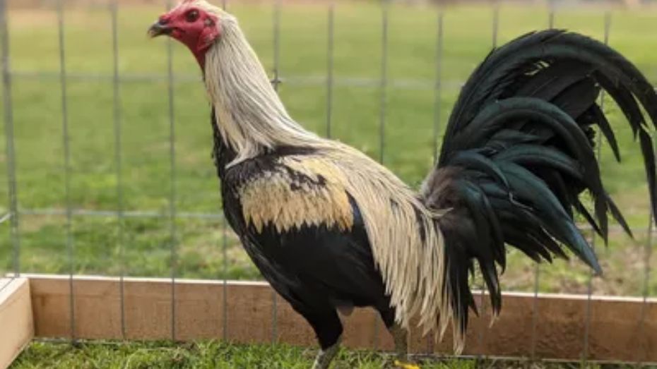 Characteristics of Peruvian Gamefowls