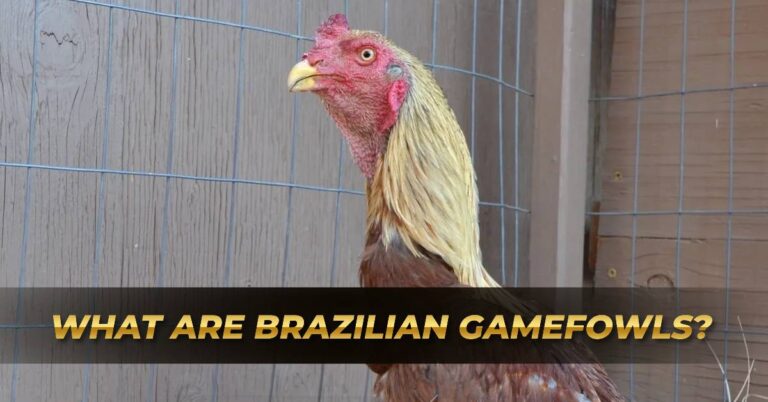 What are Brazilian Gamefowls