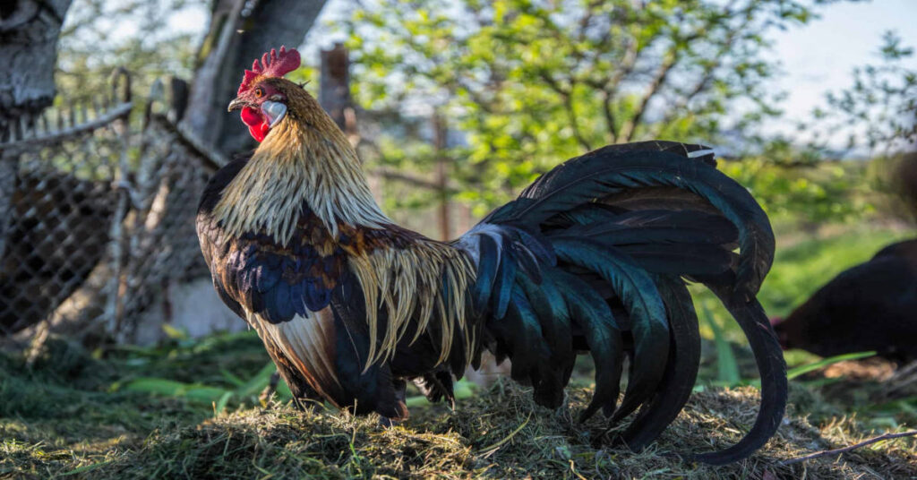 Big Phoenix chicken