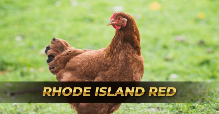 Rhode Island Red