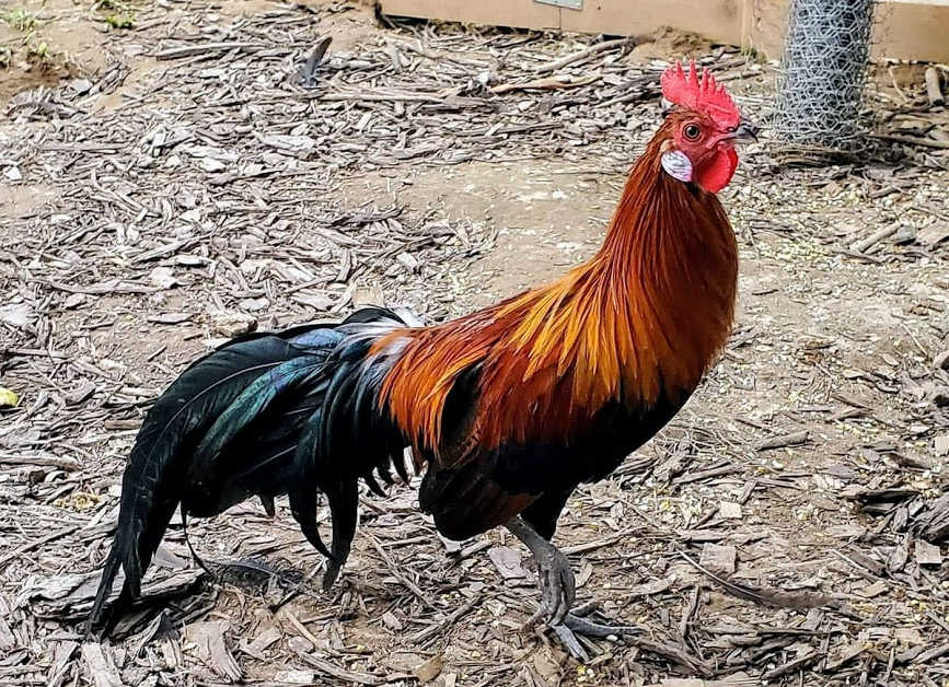 Black Breasted Red Phoenix