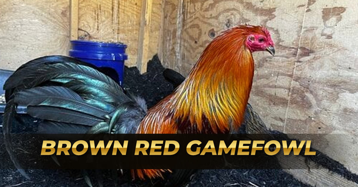 Brown Red Gamefowl | Fast Slashers for Fights and Crosses