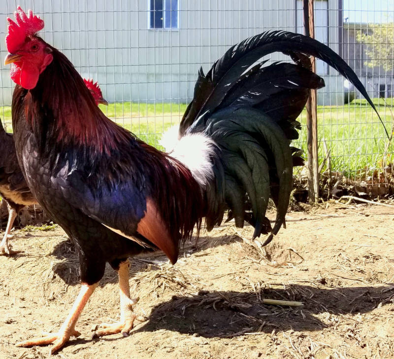 Claret from Pinnon Hatch Farms